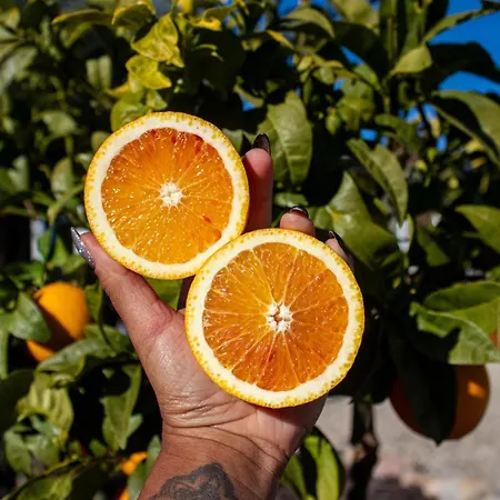 Farm Olive, Casa Alfarrobeira Moncarapacho